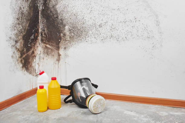 Best White Mold Remediation in Lithopolis, OH