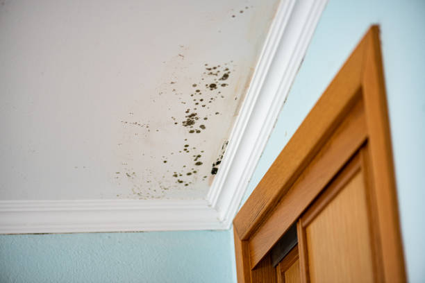 Best Bathroom Mold Remediation in Lithopolis, OH