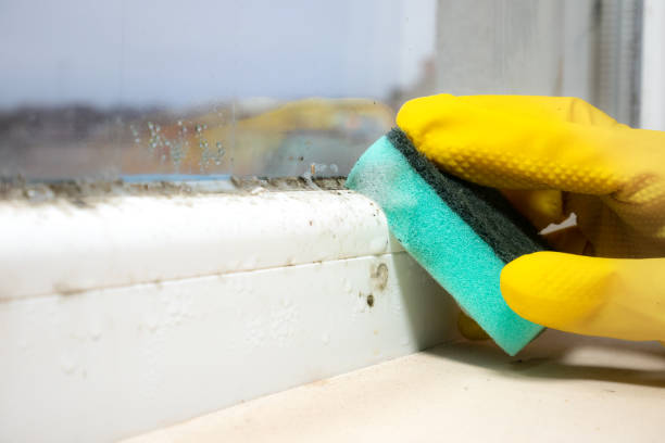 Best Crawl Space Mold Remediation in Lithopolis, OH